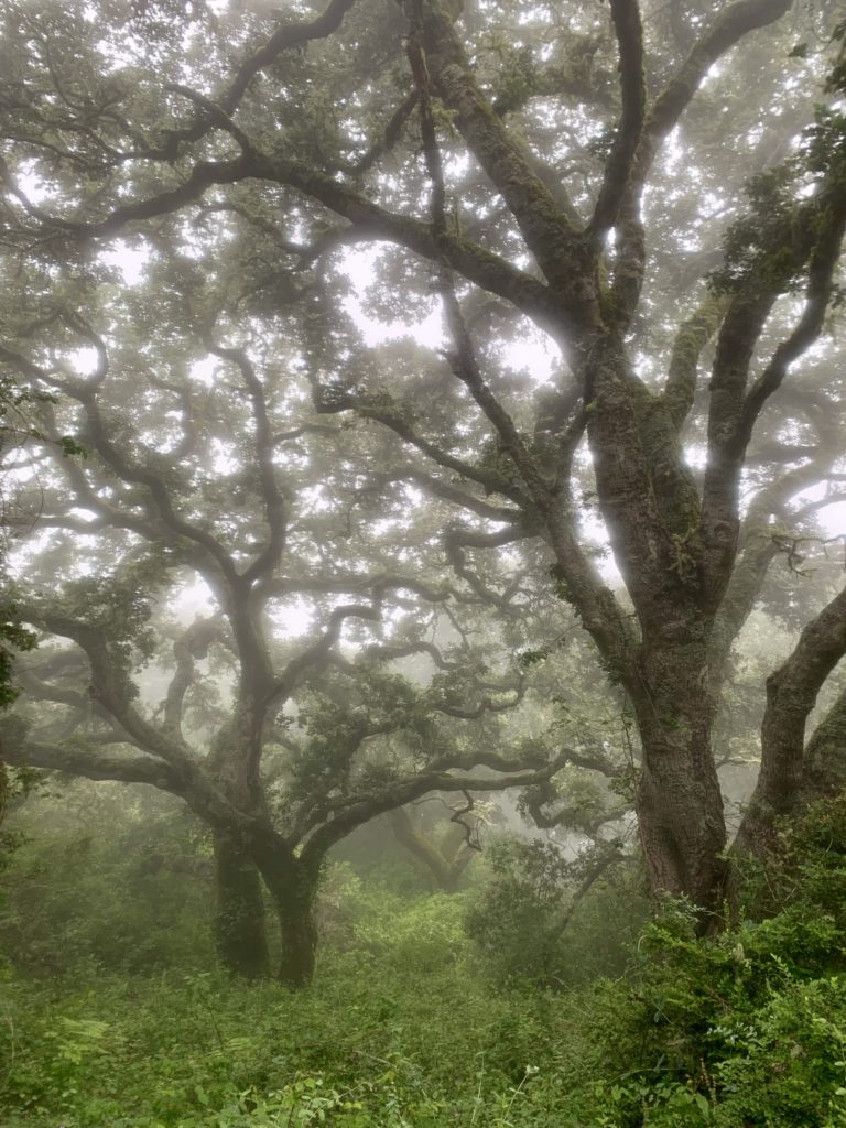 Big Sur Hiking