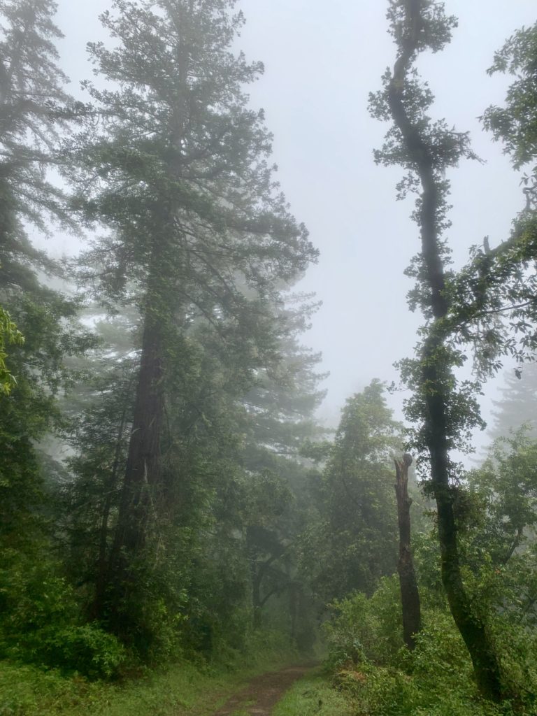 Big Sur Hiking