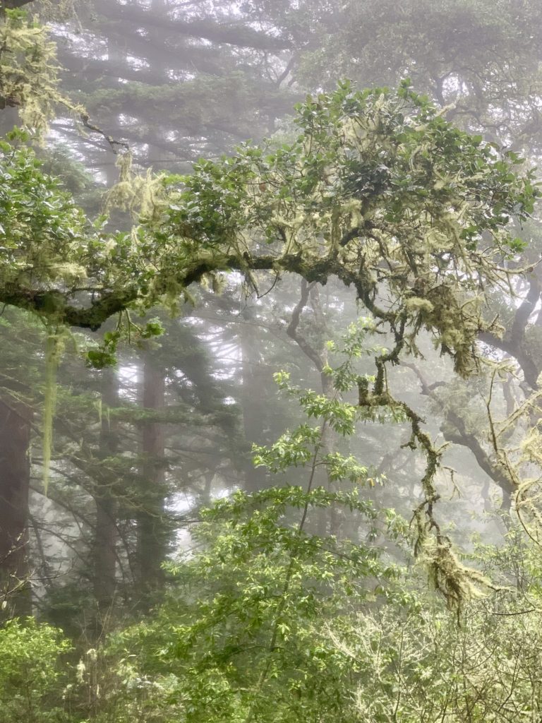 Big Sur Hiking