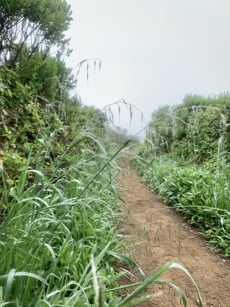 Hiking Big Sur