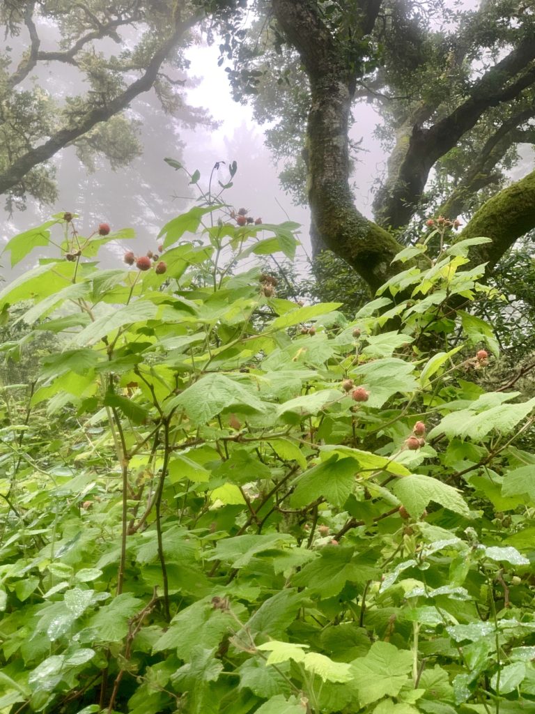 Hiking Big Sur