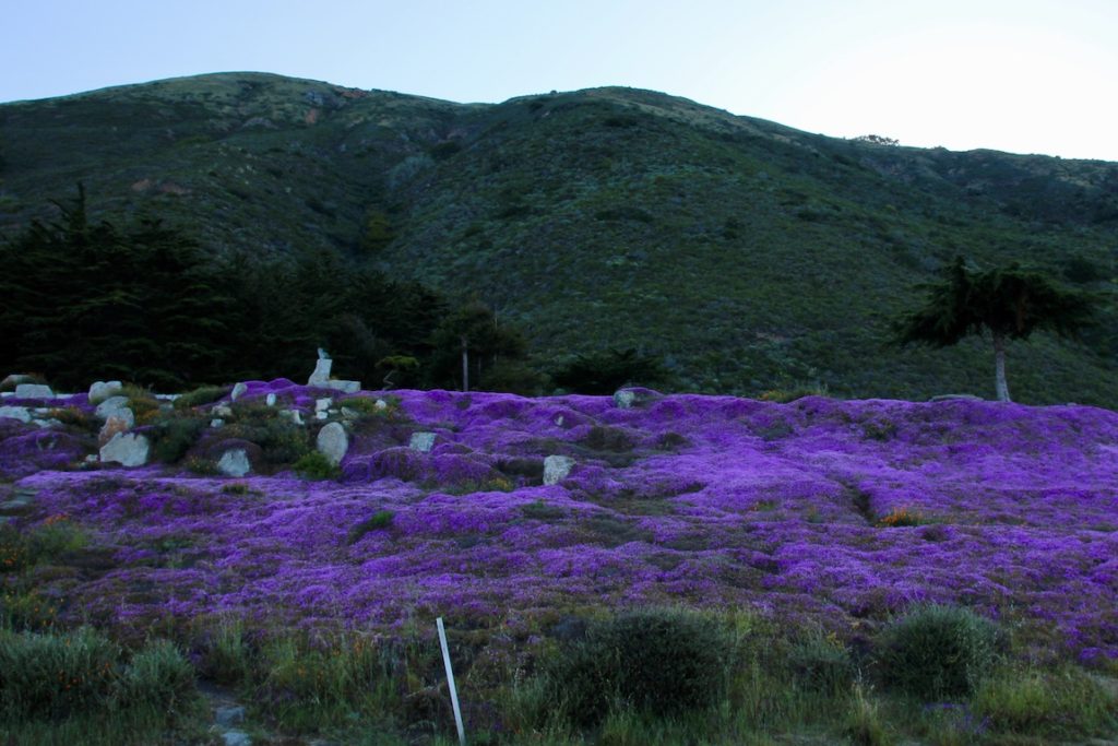 May in Big Sur